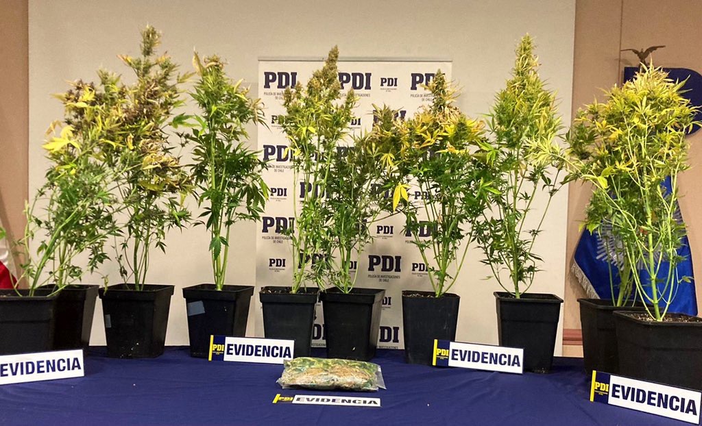 PDI incauta en dos viviendas de Punta Arenas 30 plantas de cannabis y más de 3,5 millones de pesos en cannabis a granel