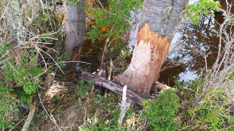 Captura de castor en Isla Riesco enciende alertas por expansión de la especie