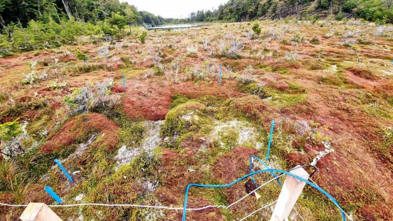 Científicos de la UMAG y Politécnico de México trabajan en Puerto Williams en proyecto de Cambio Climático