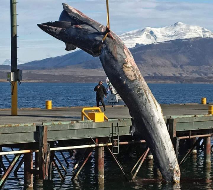 Amplio operativo para extraer ballena franca austral varada en el muelle Kochifaz en Natales