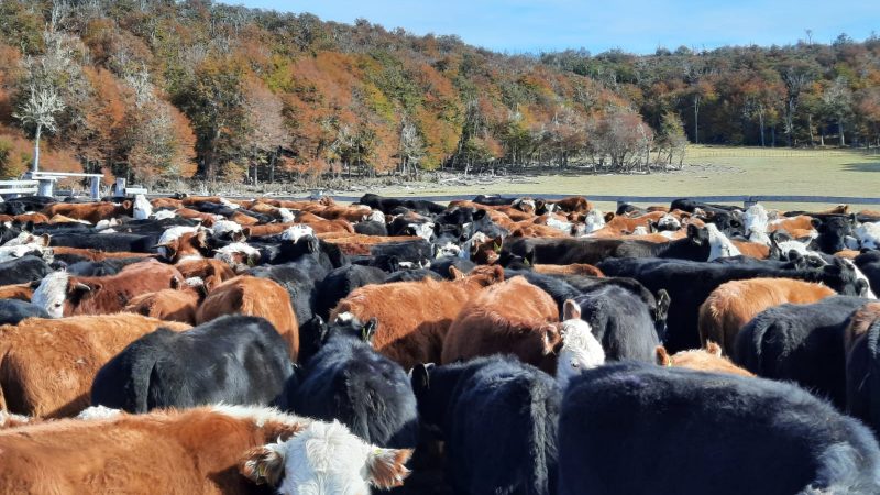 Magallanes avanza en la erradicación de la tuberculosis bovina