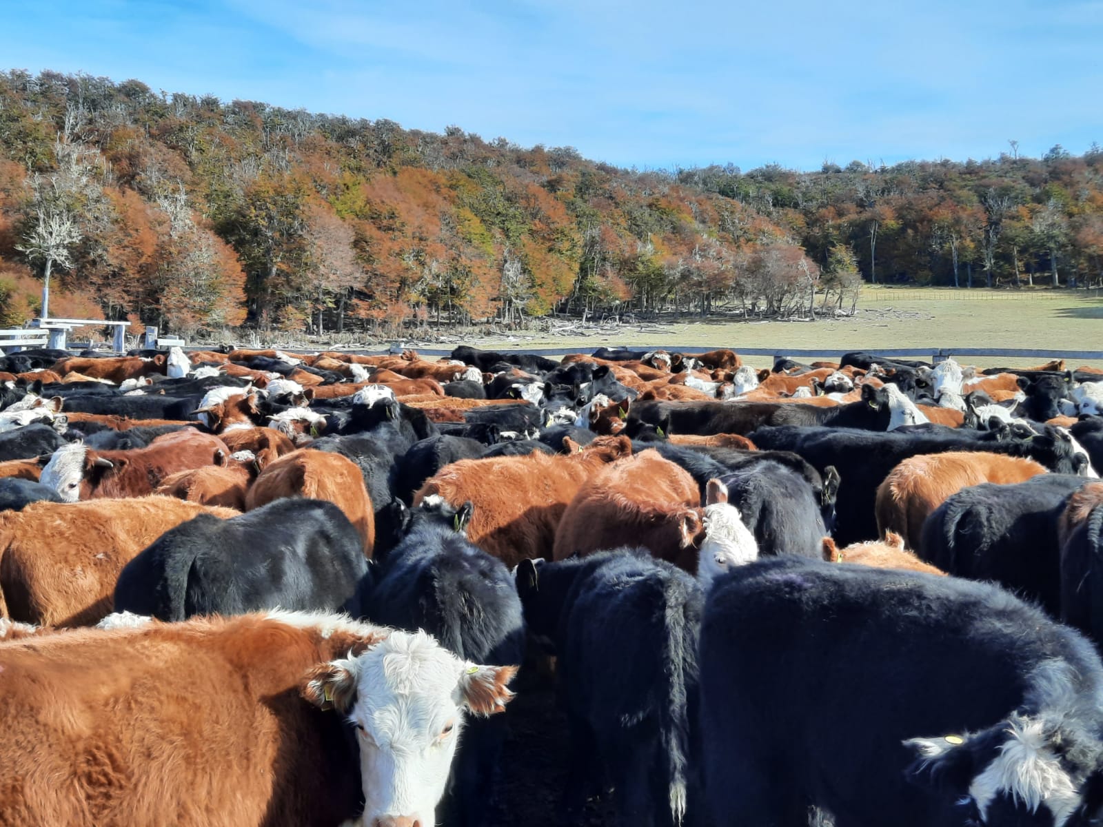 Magallanes avanza en la erradicación de la tuberculosis bovina