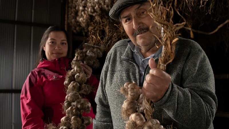 Hugo Contreras el rey del ajo y su secreto para mantener las propiedades y beneficios nutricionales del cultivo en Magallanes