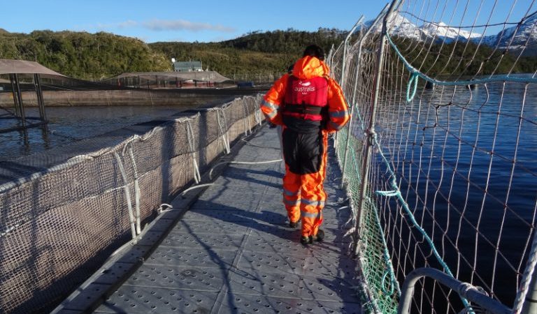 Superintendencia del Medio Ambiente investiga sobreproducción de empresa salmonera Australis Mar, en el Parque Nacional Kawesqar en Ultima Esperanza