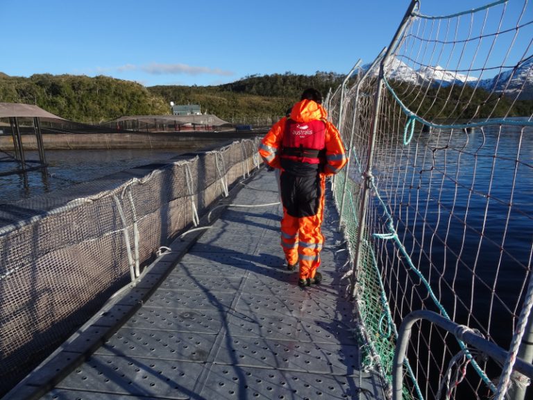 Superintendencia del Medio Ambiente investiga sobreproducción de empresa salmonera Australis Mar, en el Parque Nacional Kawesqar en Ultima Esperanza
