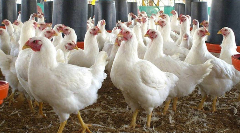 Gripe Aviar H3N8 en China: Colmevet llama a la tranquilidad y advierte necesidad de seguir monitoreando