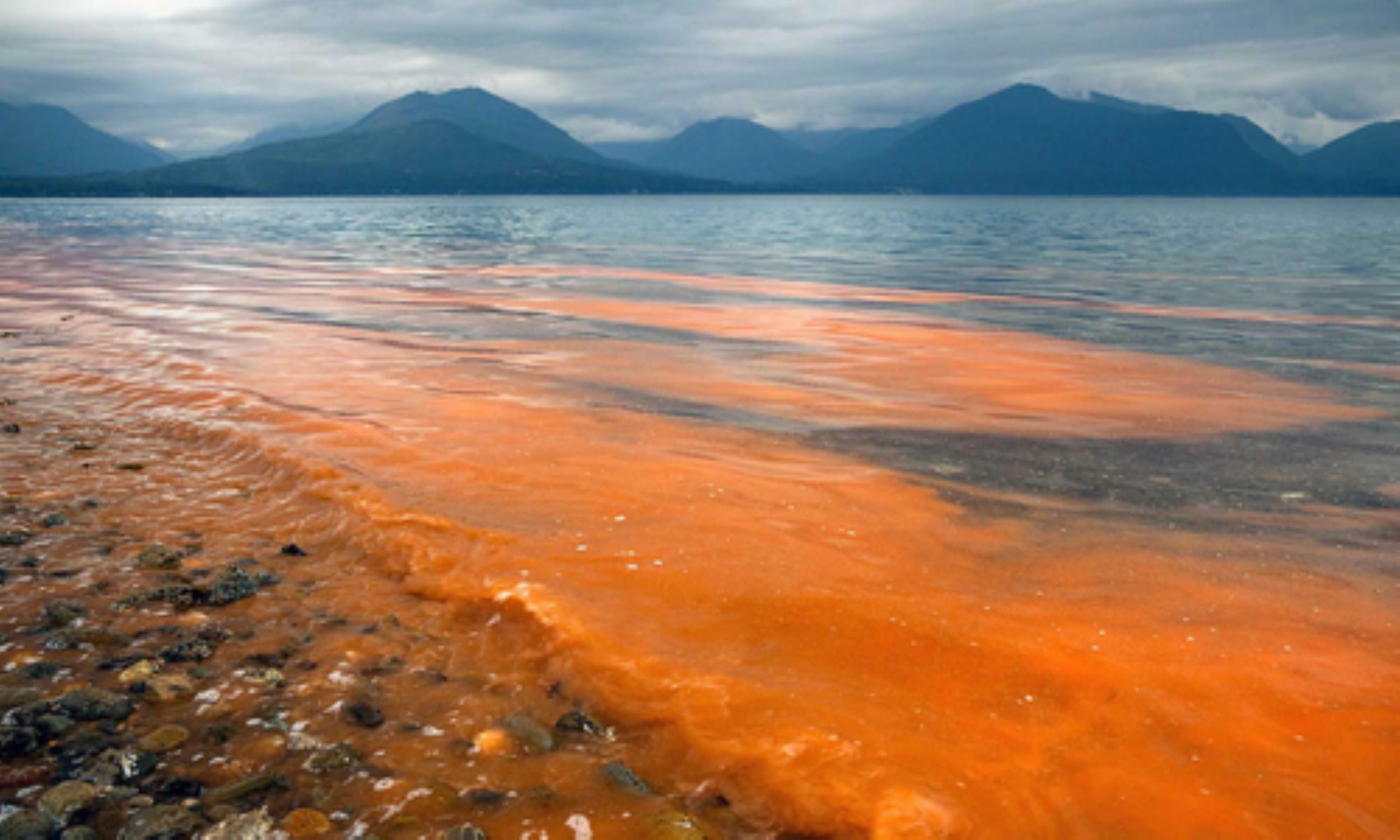 Vecina Región de Aysén se encuentra en alerta por marea roja