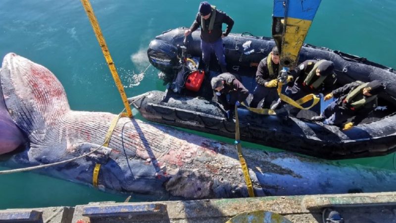 SERNAPESCA entrega antecedentes por ballena varada en Puerto Natales