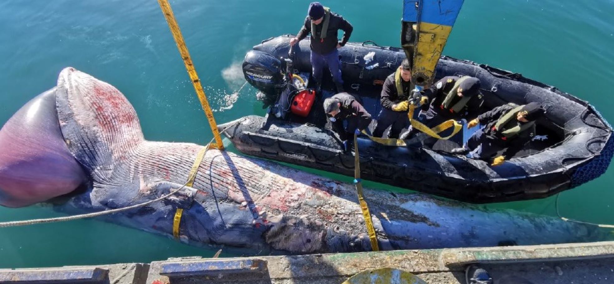 SERNAPESCA entrega antecedentes por ballena varada en Puerto Natales