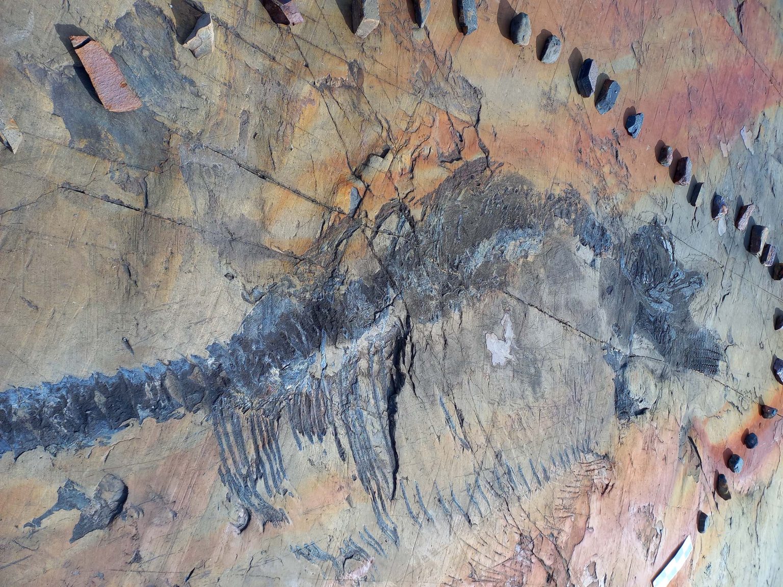 Logran recuperar al primer ictiosaurio completo desde un glaciar en la Patagonia chilena