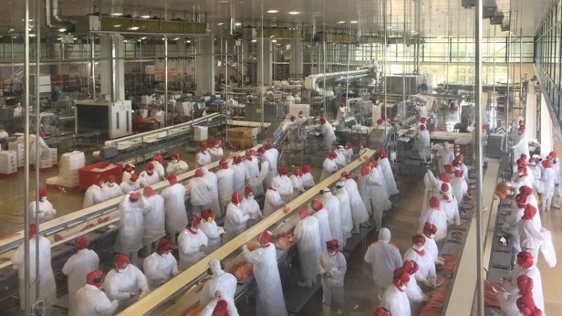 Sindicatos de trabajadores demandan disminución de jornada laboral en plantas de proceso de la industria salmonera