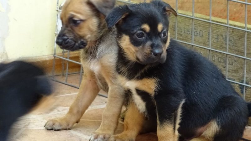 Desde junio, Municipalidad brindará servicios veterinarios a bajo costo para los vecinos de Punta Arenas