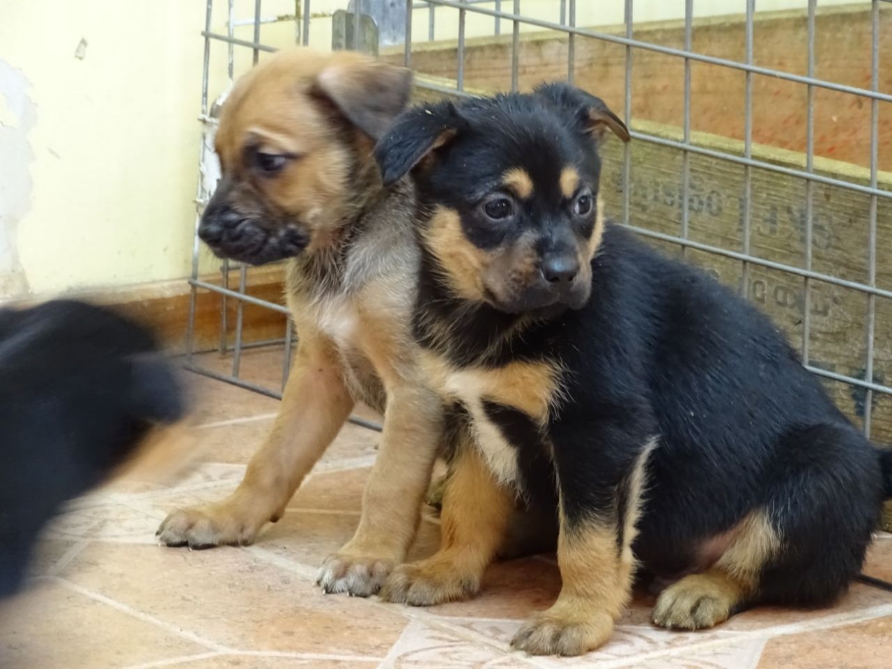 Desde junio, Municipalidad brindará servicios veterinarios a bajo costo para los vecinos de Punta Arenas
