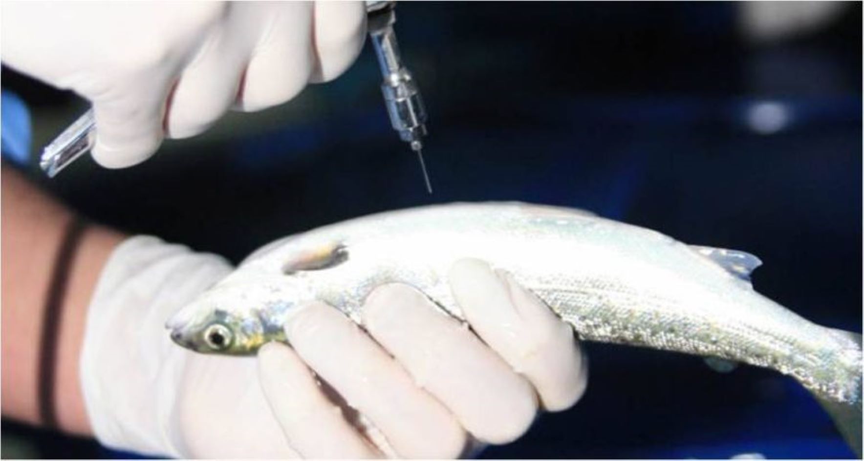 SERNAPESCA publica informe sobre uso de antimicrobianos en la salmonicultura nacional durante 2021