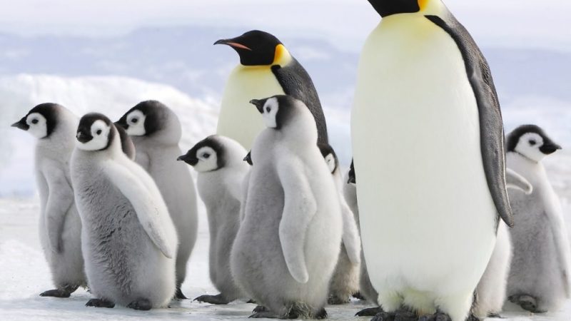 El pinguino emperador está en riesgo de extinguirse en los próximos 30/40 años | Advierte bióloga del Instituto Antártico Argentino