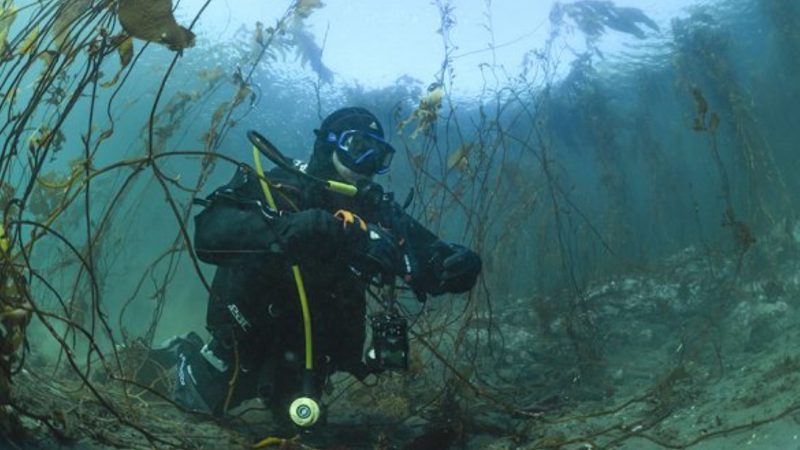Olas frías mantienen los bosques marinos de la Patagonia en un refugio climático