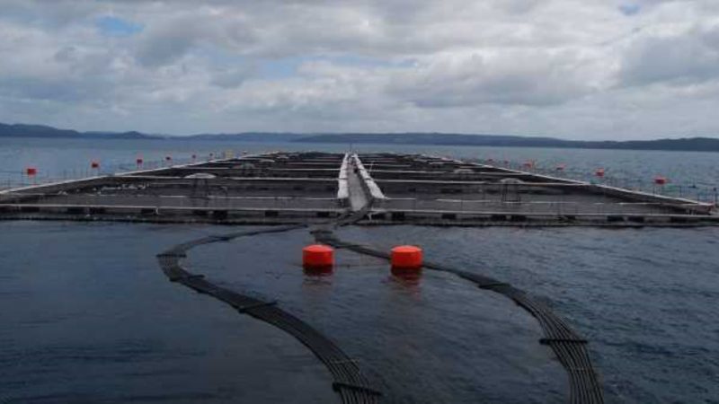 Empresa salmonera Cermaq se refiere a proceso sancionatorio de la Superintendencia del Medio Ambiente