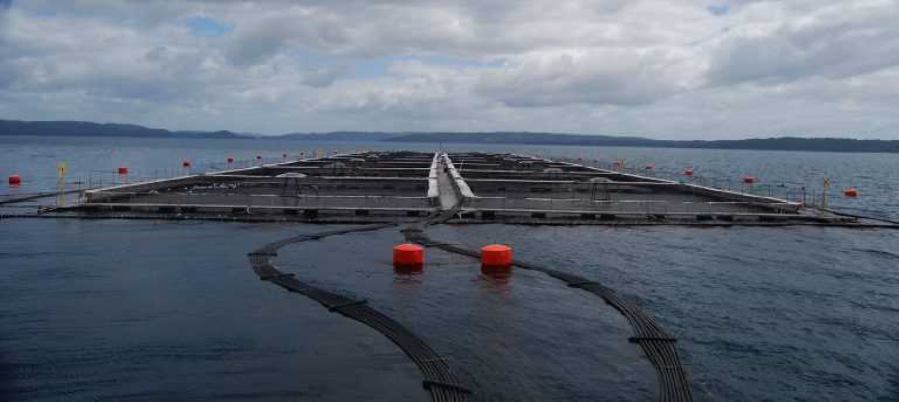 Empresa salmonera Cermaq se refiere a proceso sancionatorio de la Superintendencia del Medio Ambiente