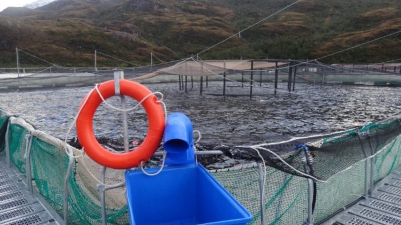 Superintendencia del Medio Ambiente inicia nuevo proceso sancionatorio contra empresa salmonera Australis Mar en Isla Riesco