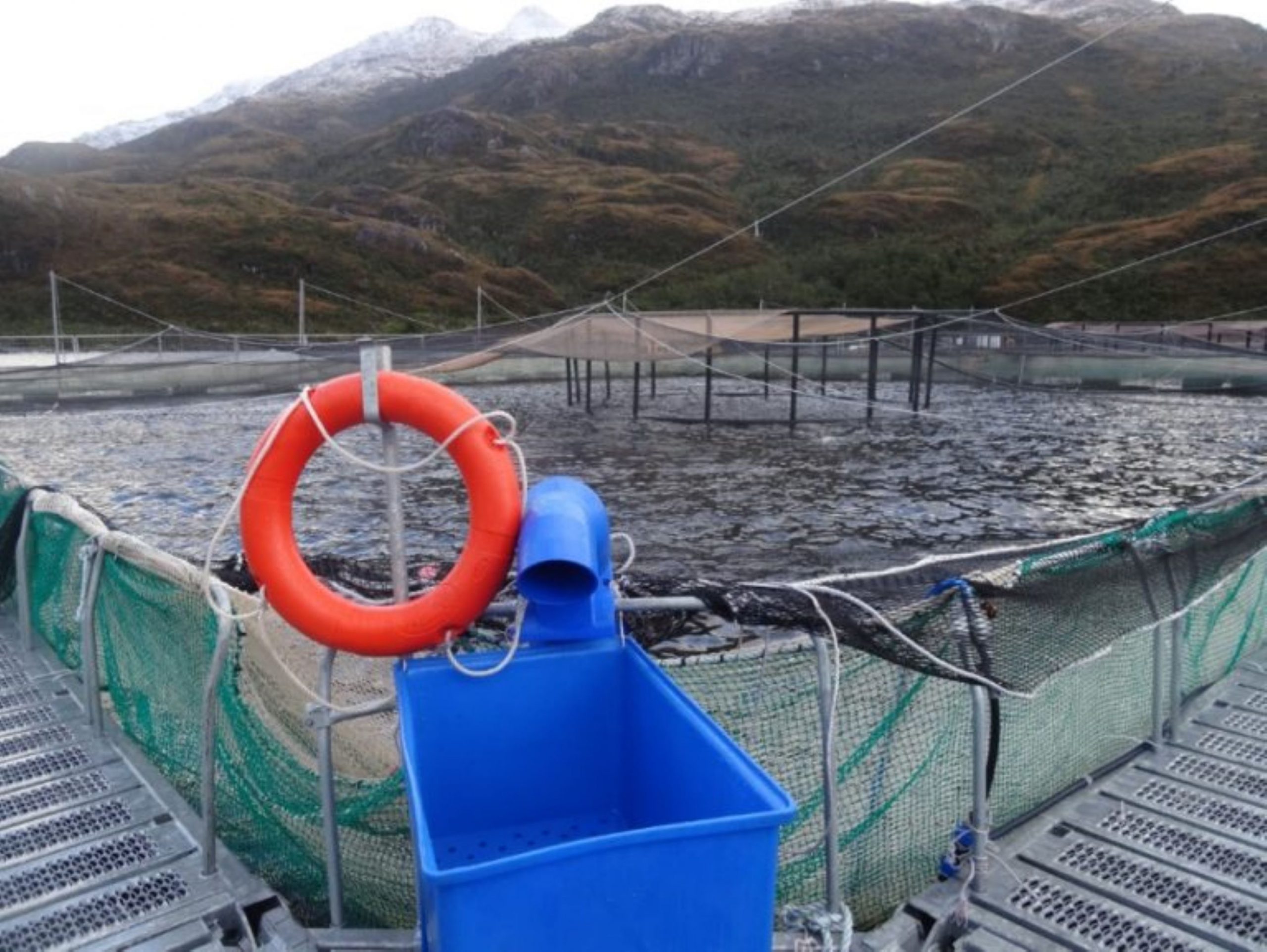 Superintendencia del Medio Ambiente inicia nuevo proceso sancionatorio contra empresa salmonera Australis Mar en Isla Riesco