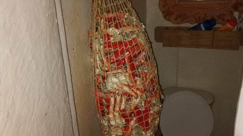 Descubren centolla a bordo de una embarcación a días que comience la temporada de extracción del recurso