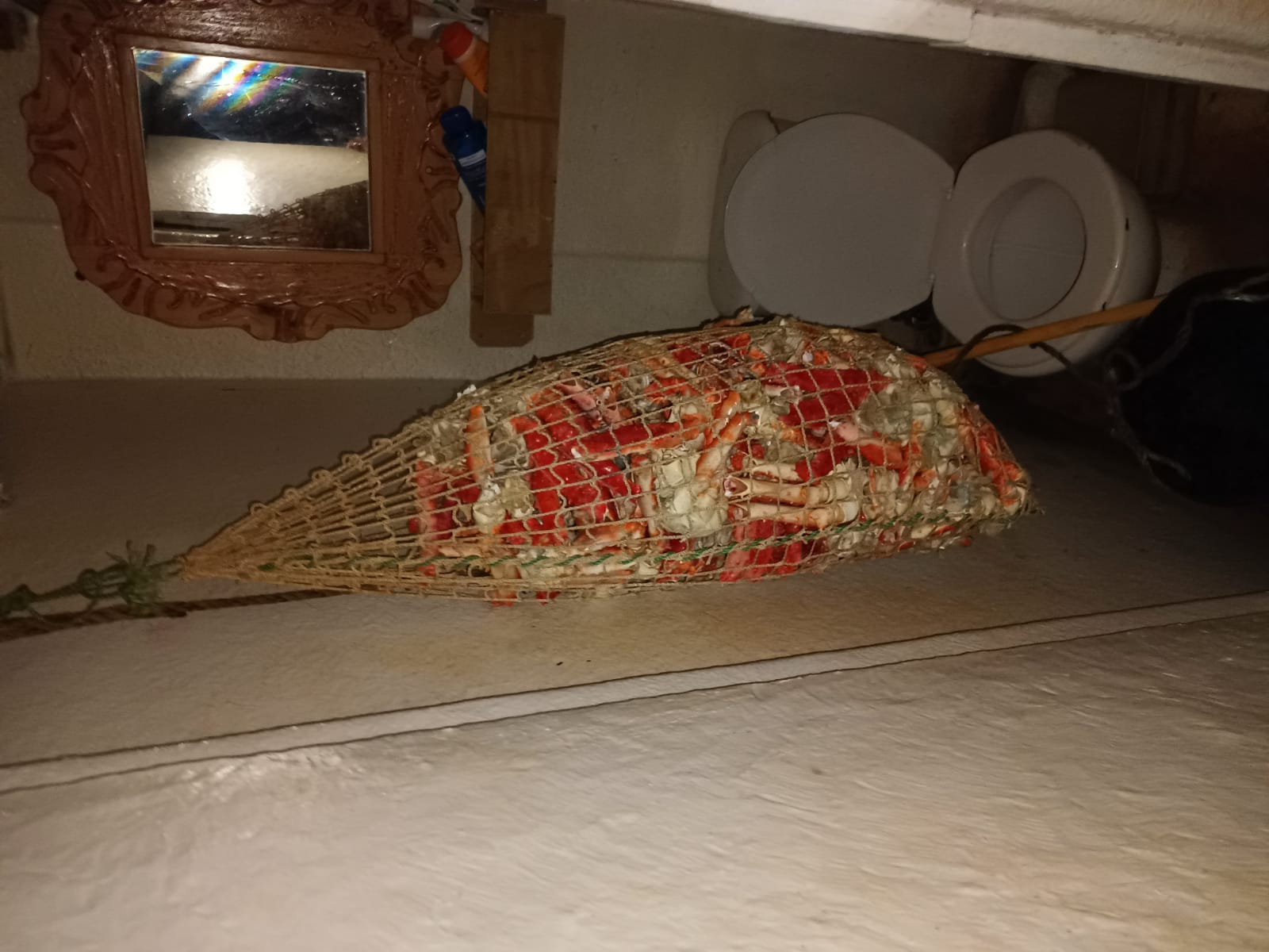 Descubren centolla a bordo de una embarcación a días que comience la temporada de extracción del recurso