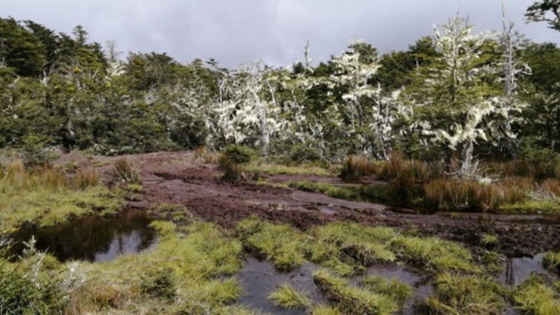CONAF denuncia graves daños a diversidad biológica y recurso hídrico de la Reserva Nacional Magallanes | Motociclistas y dueños de animales irresponsables que ingresan ilegalmente