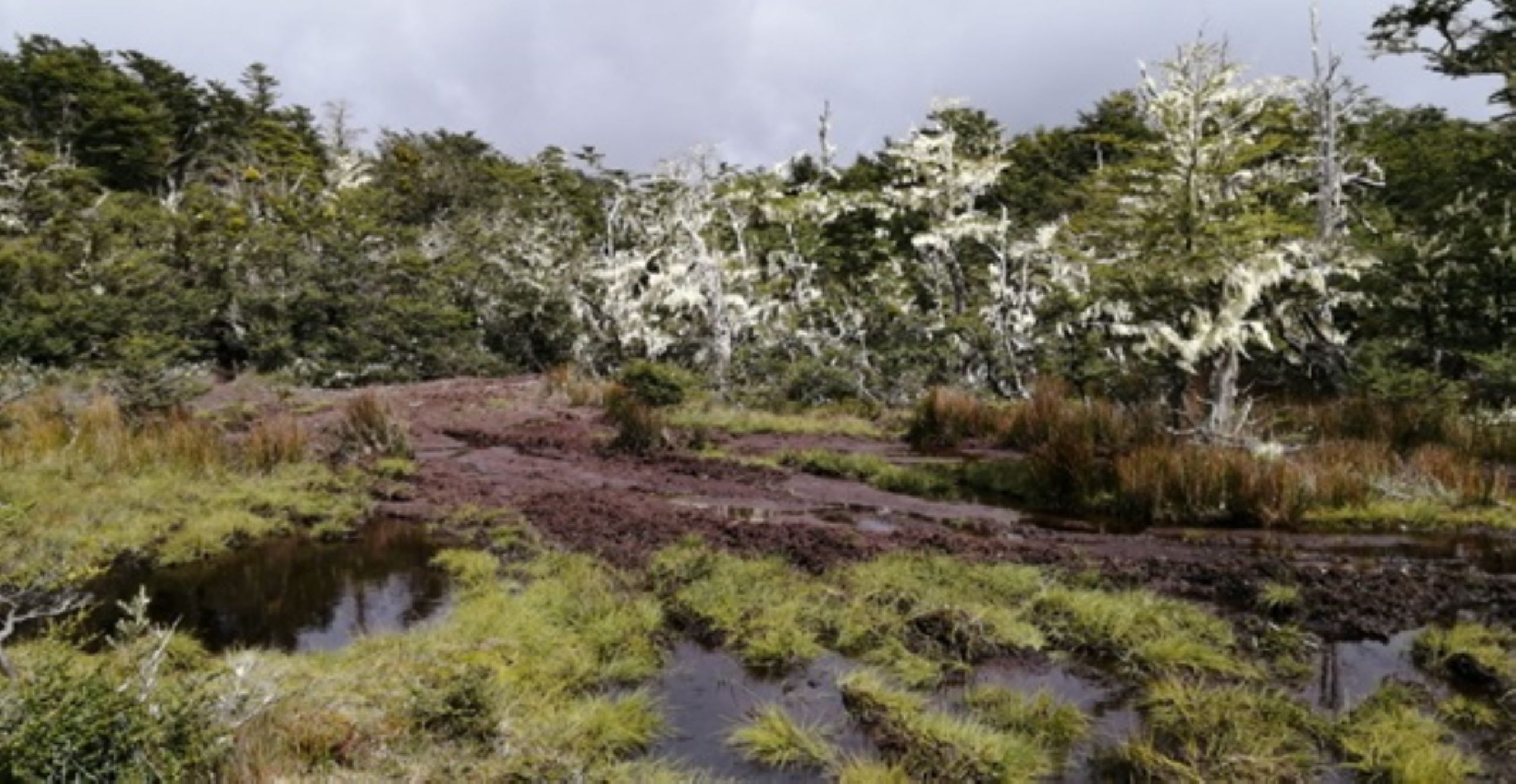 CONAF denuncia graves daños a diversidad biológica y recurso hídrico de la Reserva Nacional Magallanes | Motociclistas y dueños de animales irresponsables que ingresan ilegalmente