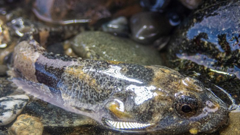 Investigadores  intentan desentrañar historia evolutiva de fundamental pez subantártico