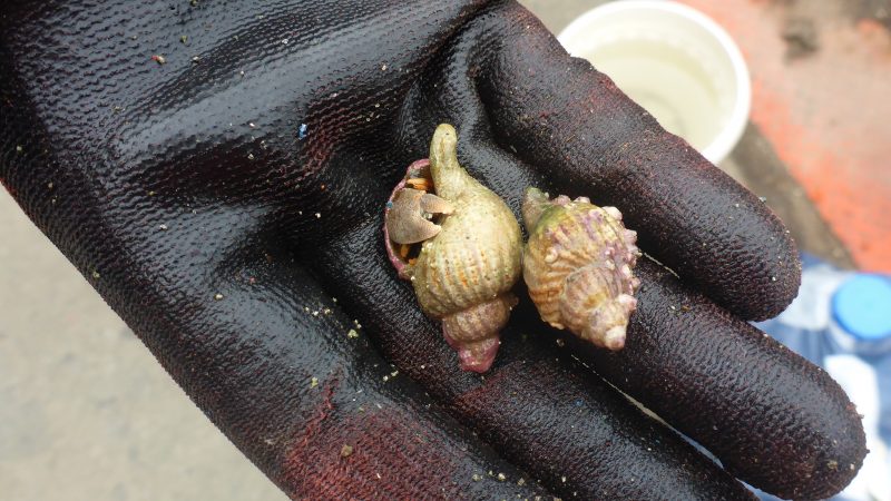 Estudio comprobó que la depredación en los mares aumenta a mayores temperaturas