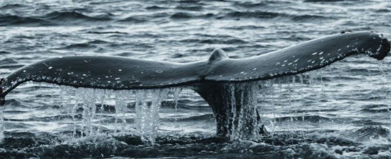 SERNAPESCA y la Armada monitorean 13 ballenas jorobadas avistadas en el Canal Beagle