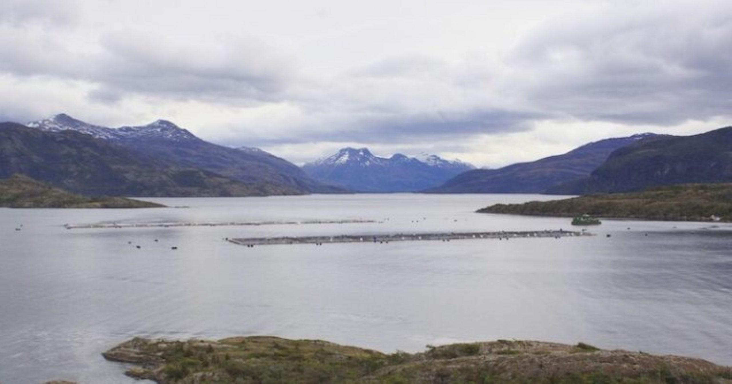 Asociación de Salmonicultores de Magallanes difunde “Radiografía a la industria del cultivo de salmón de Magallanes”