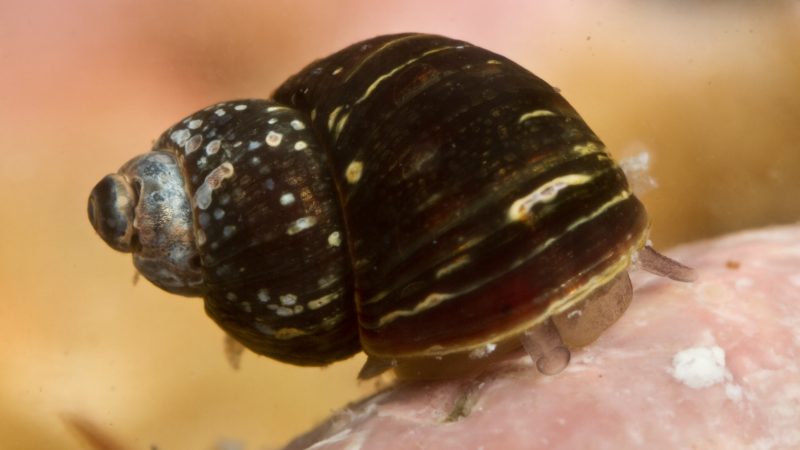Siete especies en una: nuevo hallazgo en el océano Austral descubre el “lado oculto” de un pequeño caracol marino