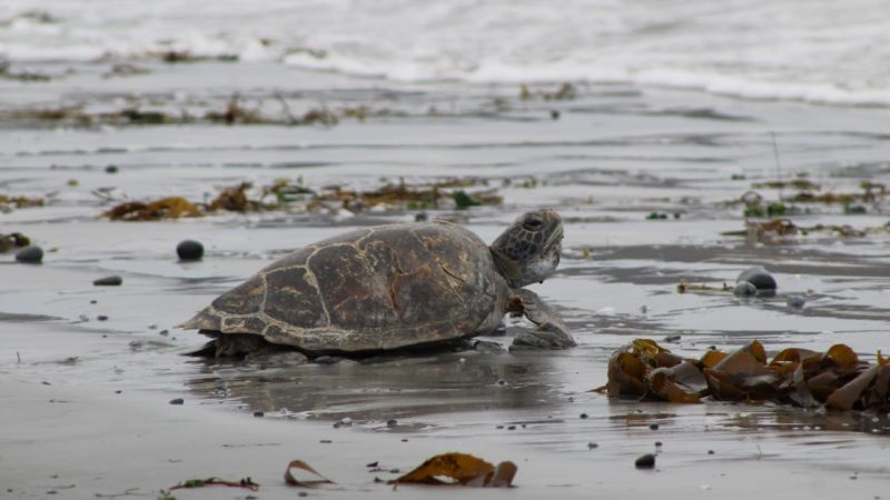 Sernapesca y Parque Safari logran exitosa reinserción de tortuga marina a su hábitat tras rescate y rehabilitación
