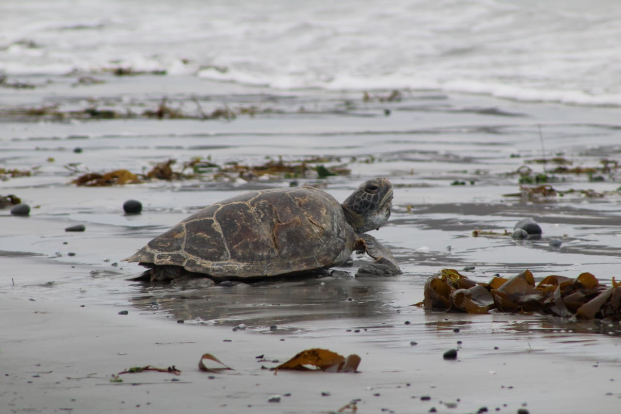Sernapesca y Parque Safari logran exitosa reinserción de tortuga marina a su hábitat tras rescate y rehabilitación