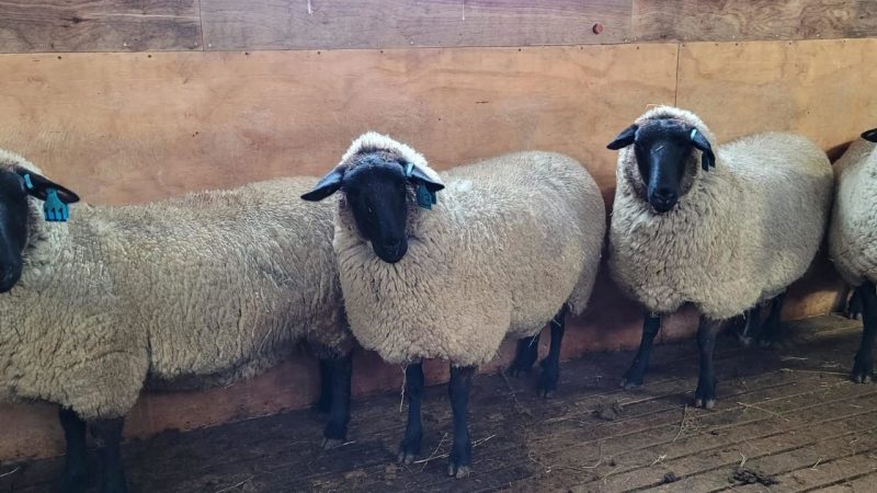 SAG levanta cuarentena sobre 3 razas de ovinos importados desde Nueva Zelanda