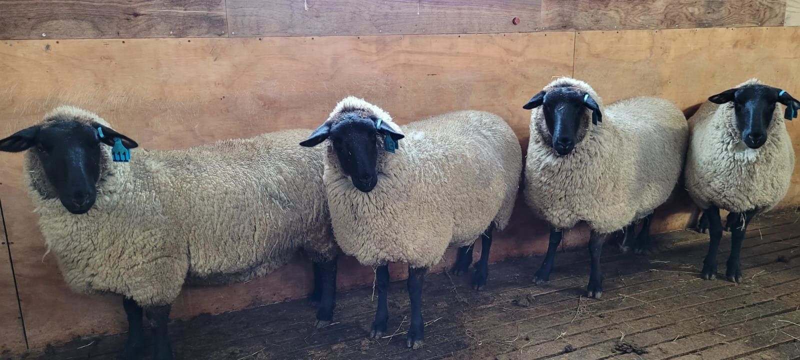 SAG levanta cuarentena sobre 3 razas de ovinos importados desde Nueva Zelanda