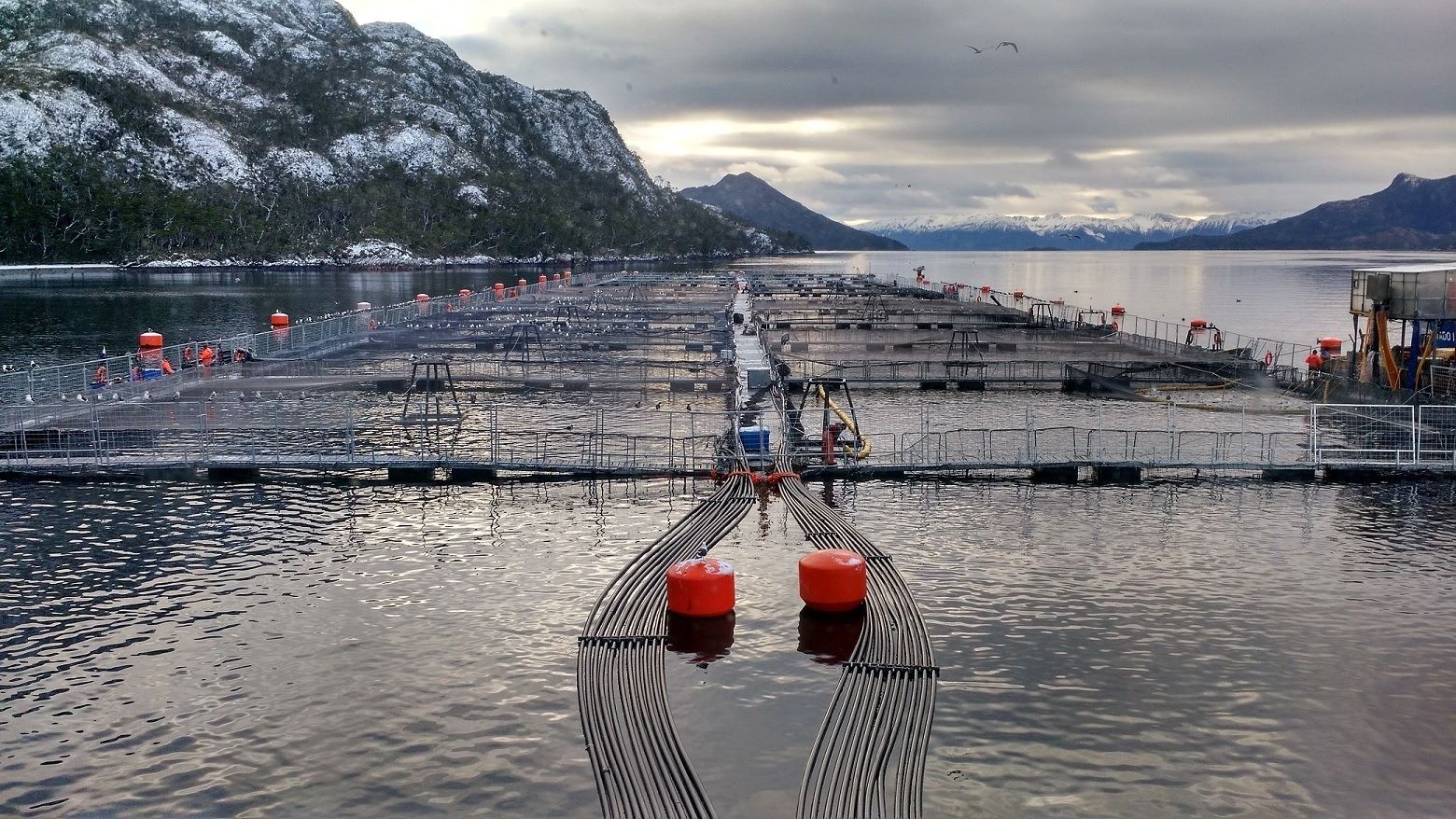 Fallece una mujer buzo en centro de cultivo de salmones Aracena II en Magallanes | PDI descarta participación de terceras personas