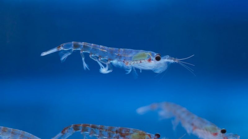 Destacan la importancia de la formación y trabajo de los observadores científicos para la conservación del kril antártico