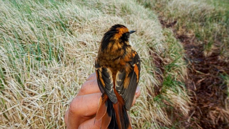 Científicos descubren nueva especie de ave terrestre que vive en el Parque Marino Islas Diego Ramírez-Paso Drake