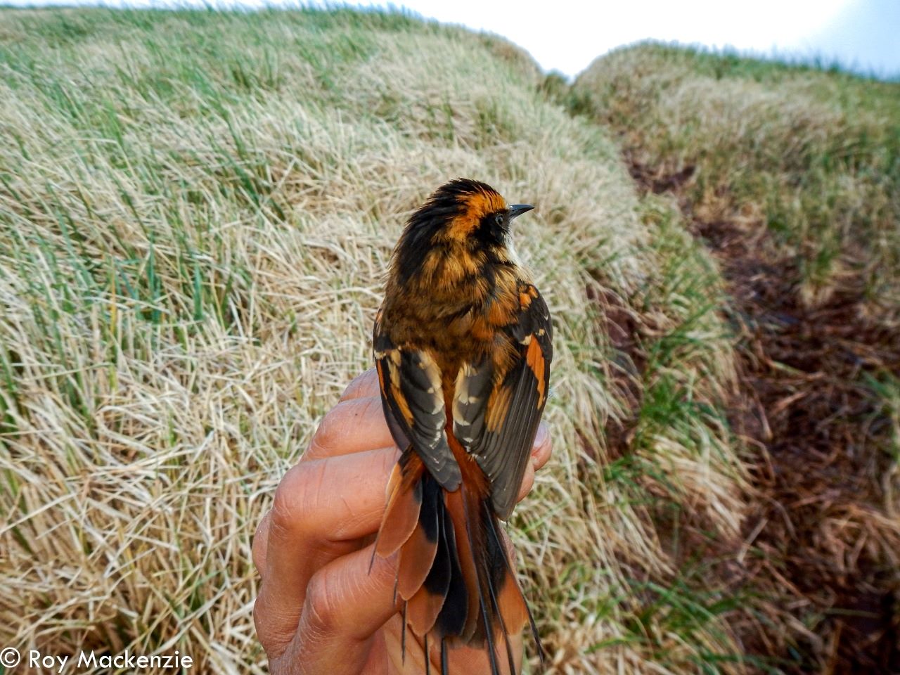 Científicos descubren nueva especie de ave terrestre que vive en el Parque Marino Islas Diego Ramírez-Paso Drake