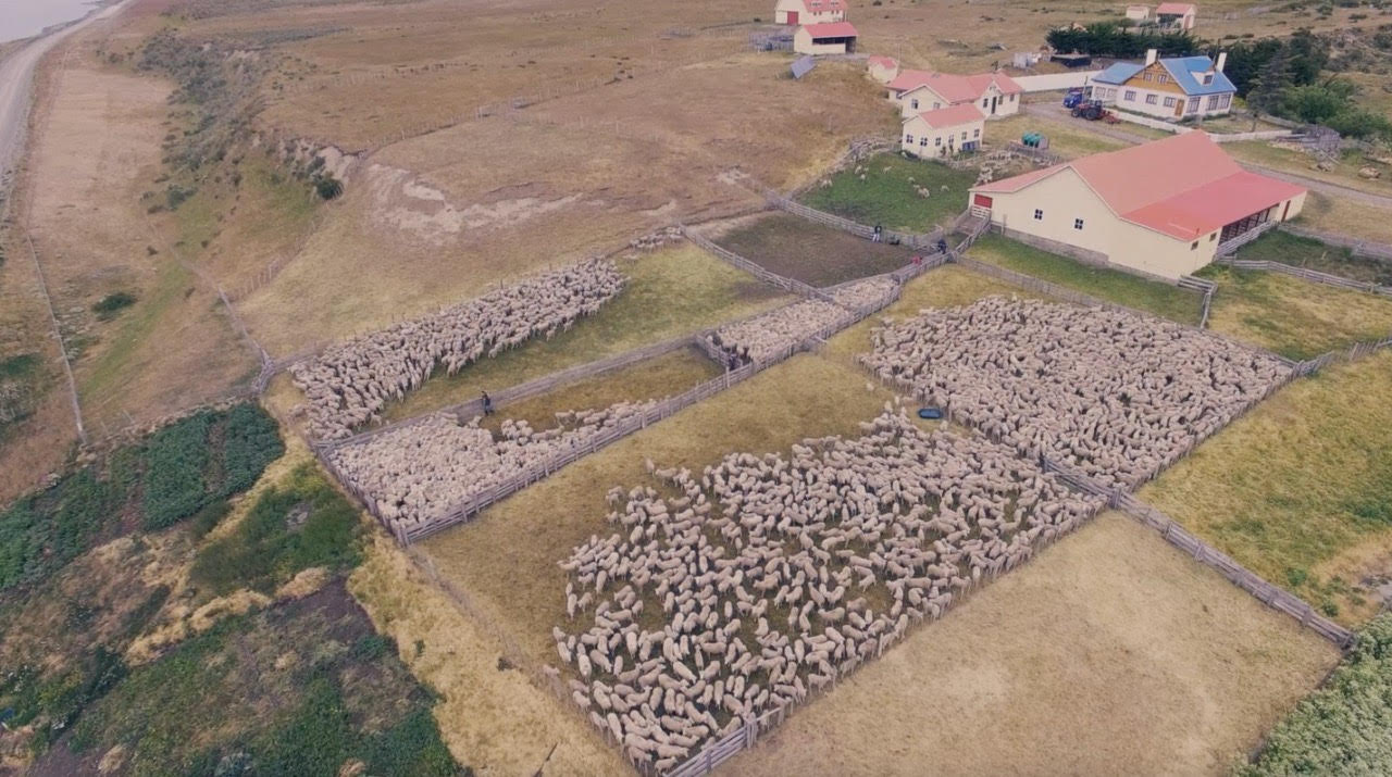 Programa de comercialización de lana magallánica, busca poner en valor la producción de la región más austral de Chile