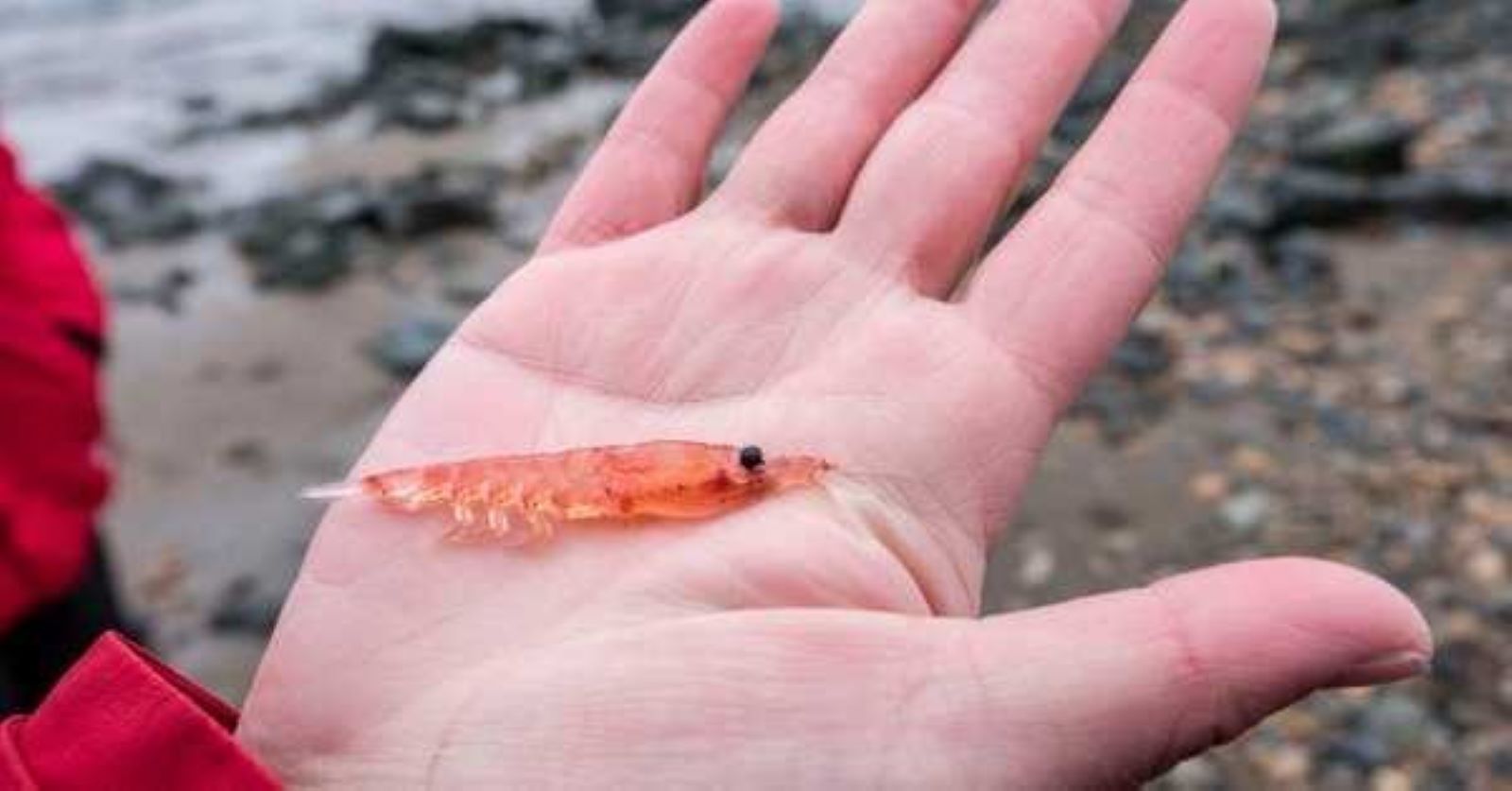 INACH destaca importancia del krill en el ecosistema antártico