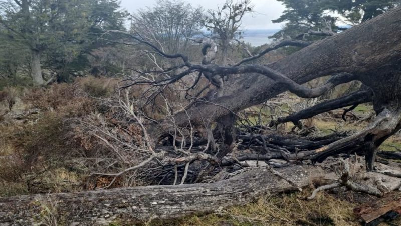 Efectivos de CONAF extinguieron  dos focos de incendio en Isla Riesco