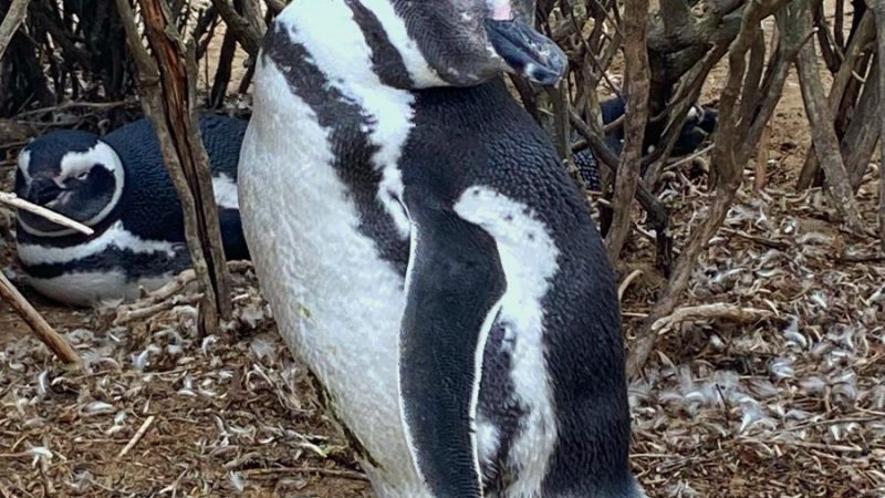 ¡Ya están llegando!: pingüinos de Magallanes arriban a Monte León en Santa Cruz, para preparar sus nidos