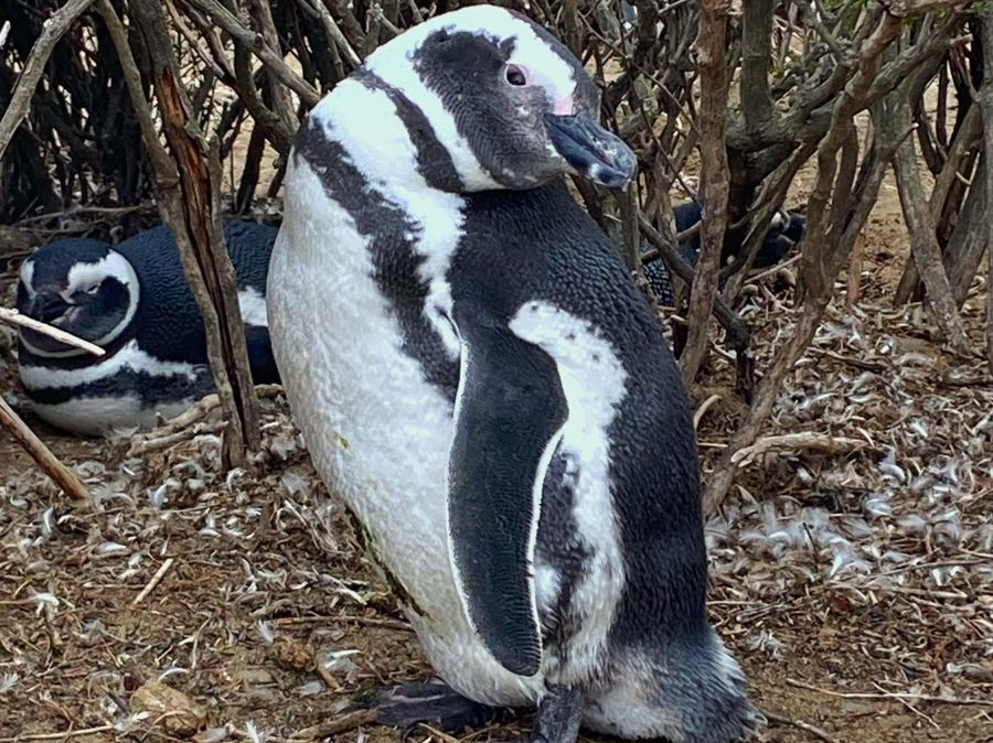 ¡Ya están llegando!: pingüinos de Magallanes arriban a Monte León en Santa Cruz, para preparar sus nidos
