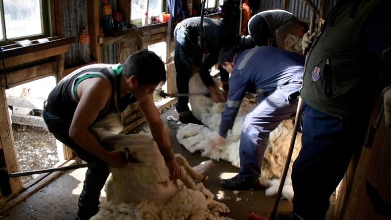 Los productores de lana en Magallanes aseveran que valor del fardo, no se condice con el trabajo y costos que demandan las faenas