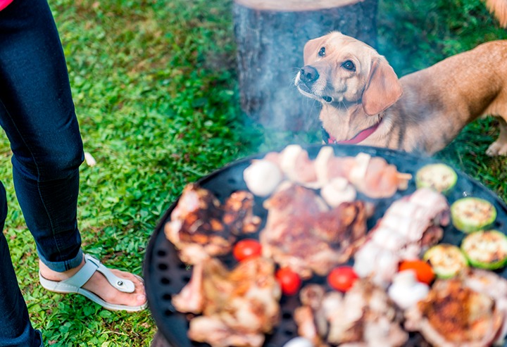 Por un 18 seguro: empanadas, alcohol, choripanes y restos de asado prohibidos para las mascotas
