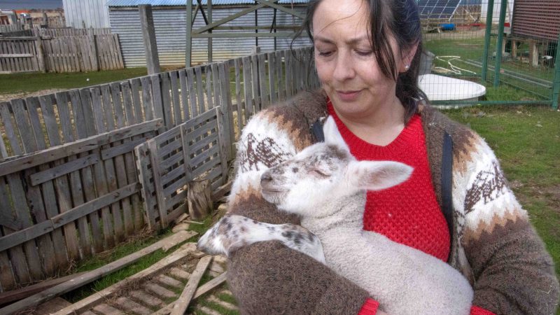 “La Granja Juanita” de Punta Arenas pasó de la producción de huevos y pollos a la hidroponía   