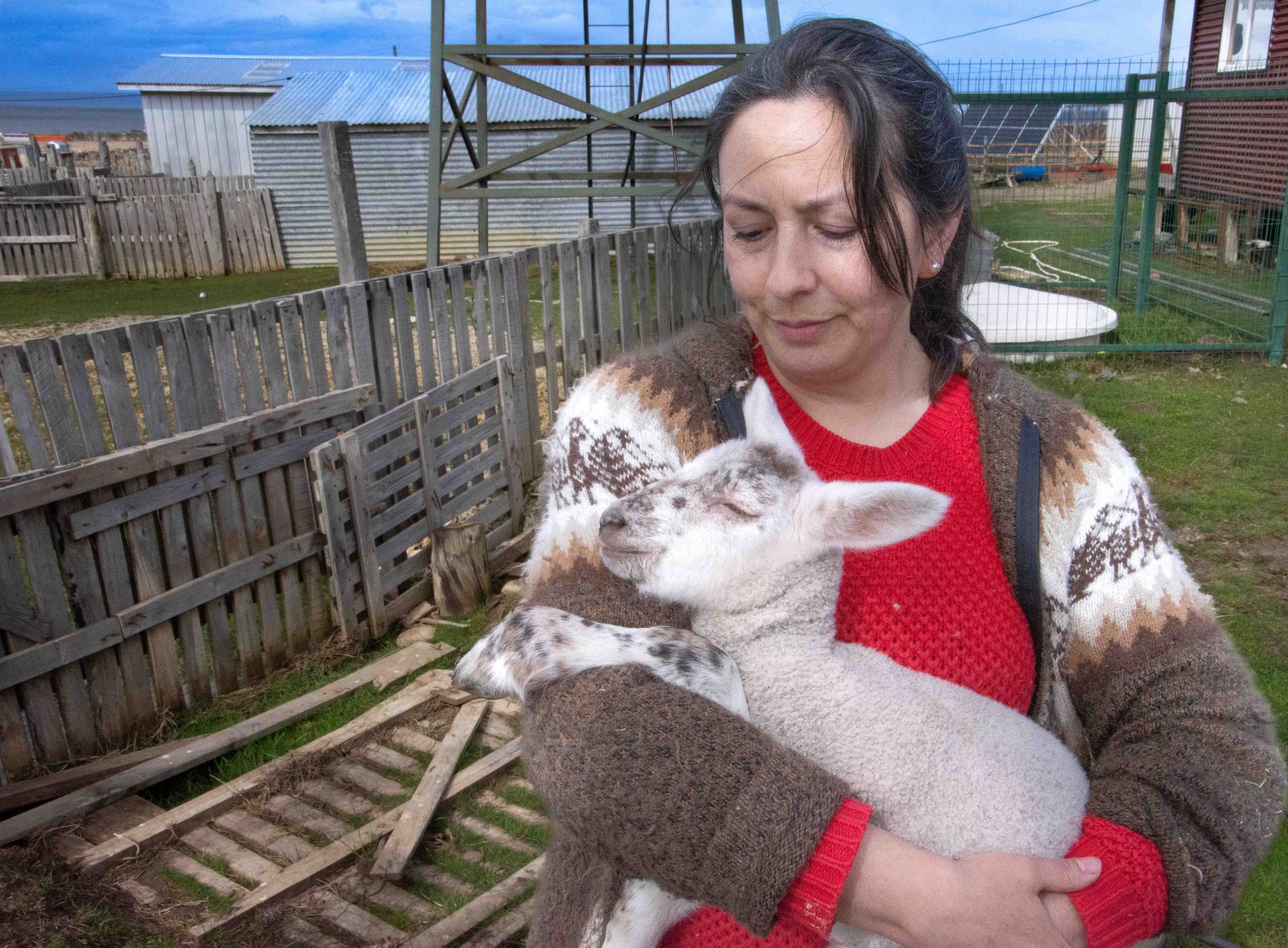 “La Granja Juanita” de Punta Arenas pasó de la producción de huevos y pollos a la hidroponía
